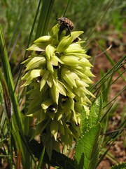 Orthochilus foliosus