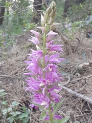 Cephalanthera kurdica
