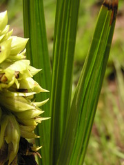 Orthochilus foliosus