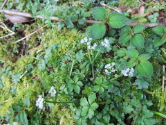 Sanicula petagnioides