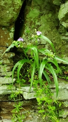 Tradescantia ernestiana
