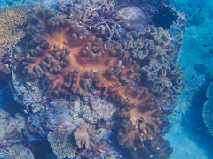 Lobophytum sarcophytoides