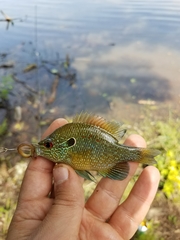 Lepomis marginatus