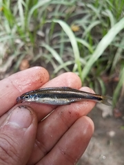 Notropis cummingsae