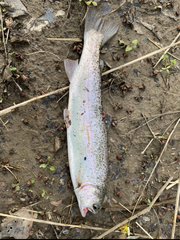 Cambarus bartonii bartonii