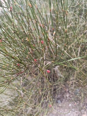 Ephedra americana