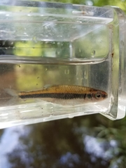 Notropis cummingsae