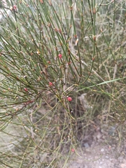 Ephedra americana