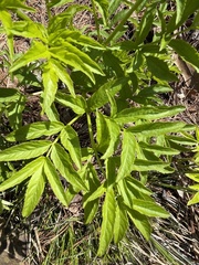 Aralia hispida