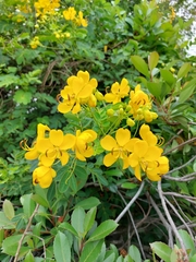 Senna bicapsularis