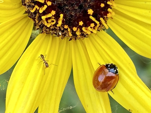 iNaturalist observation photo of Argentine Ant