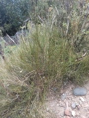 Ephedra americana