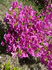 Rhododendron × pulchrum