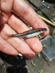 Notropis cummingsae