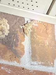 Hemidactylus turcicus