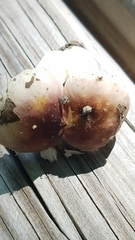 Russula