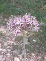 Allium nigrum