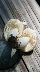 Russula
