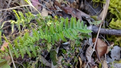 Myriopteris alabamensis