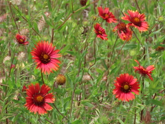 Gaillardia amblyodon