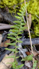 Myriopteris alabamensis