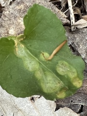 Puccinia violae
