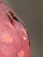 Sycoscapter australis