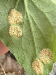 Puccinia violae