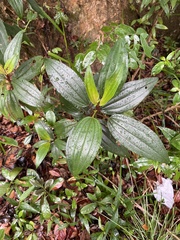 Melastoma sanguineum