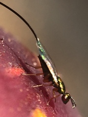 Sycoscapter australis