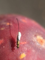 Sycoscapter australis