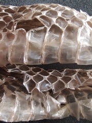 Masticophis mentovarius