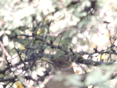 Turdus grayi