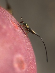 Sycoscapter australis