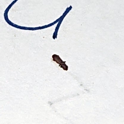 Rusty-red Flour-beetles in April 2022 by Sutthikhun Phaengphongsai ...