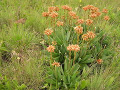 Aloe ecklonis