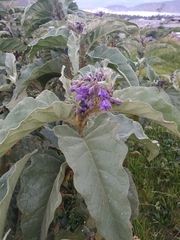 Solanum crinitipes