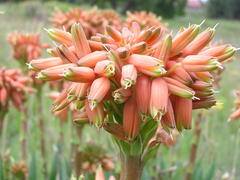 Aloe ecklonis