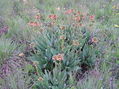 Aloe ecklonis