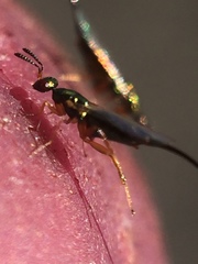 Sycoscapter australis