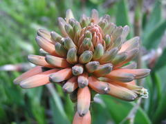 Aloe ecklonis
