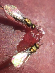 Sycoscapter australis