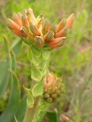 Aloe ecklonis