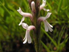 Striga bilabiata bilabiata