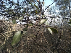 Quercus eduardii
