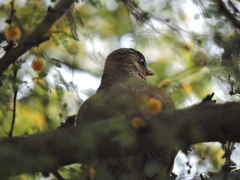 Turdus grayi