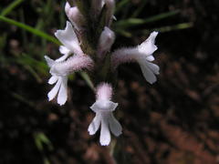 Striga bilabiata bilabiata