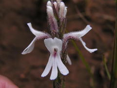 Striga bilabiata bilabiata