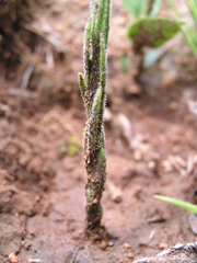 Striga bilabiata bilabiata