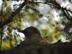 Turdus grayi